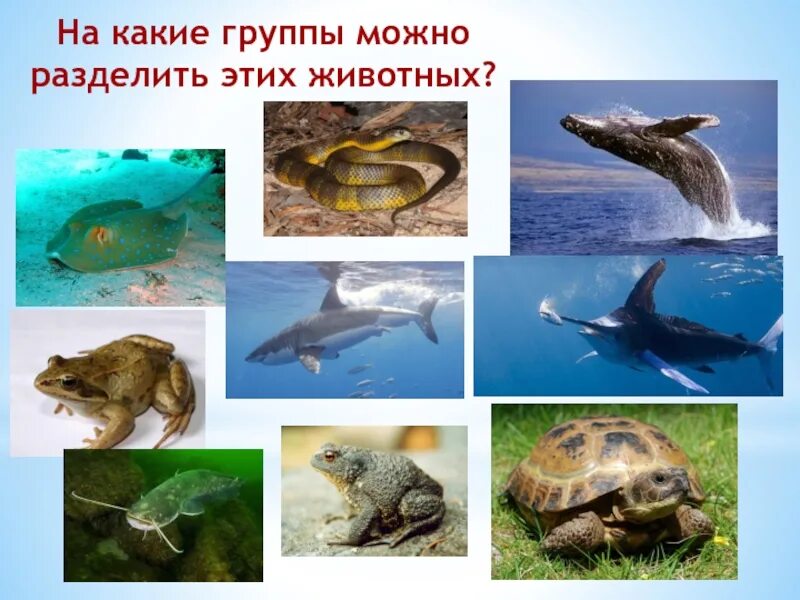 Урок математики 1 класс"Сложение однозначных чисел с переходом через 10"
