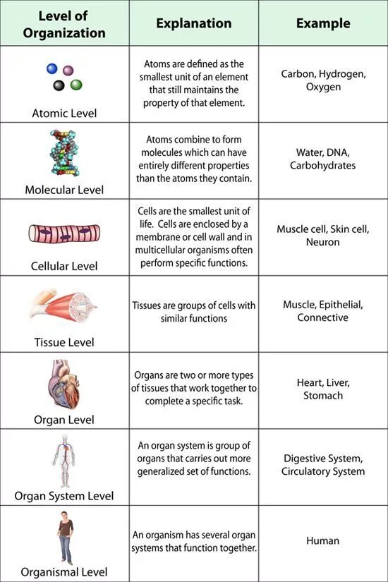 Levels of Organization. Levels of Life Organization. Organism Level of Organization. Levels of Organization of Living things. Levels of functioning