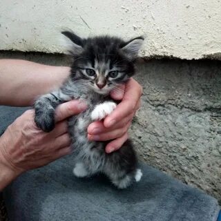 Котята в добрые в армавире