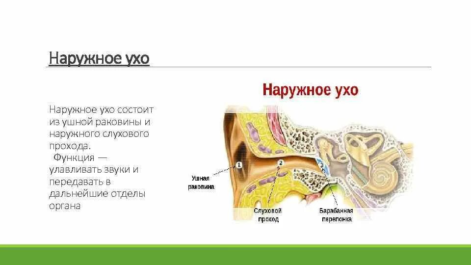 Особенность строения слухового прохода какую функцию