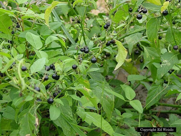 Паслен черный среда обитания. Паслён чёрный куст. Паслен черный (Solanum nigrum). Паслен калифорнийский. Паслен клен.