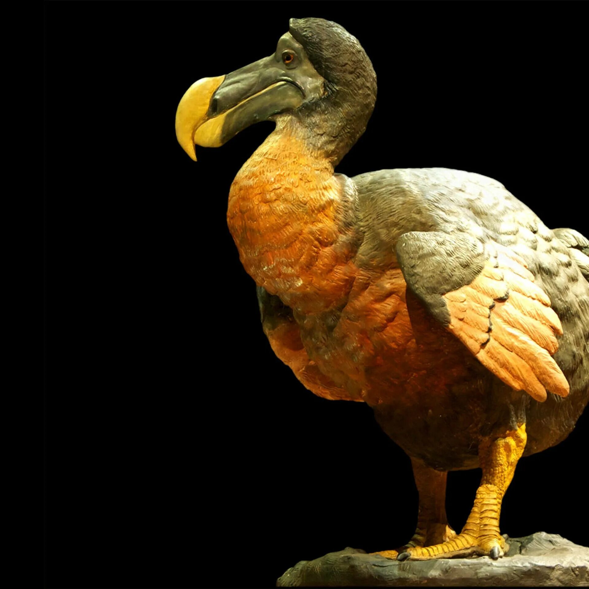 Dodo птица. Дронт додо арт. Dodo птица. Маврикийский дронт. Маврикийский дронт.