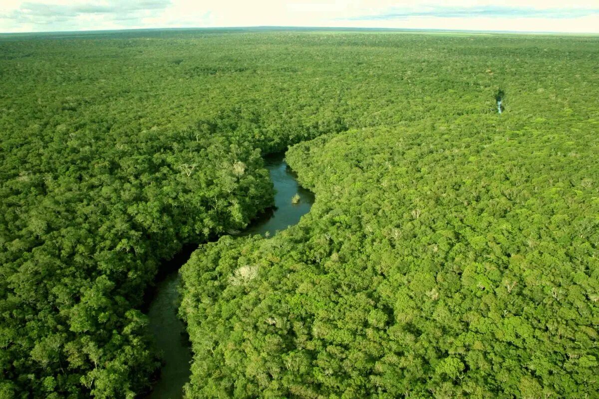 Бразилия леса Амазонии. Тропические леса амазонки в Бразилии. Долина Амазонии растительность. Южная Америка леса амазонки.
