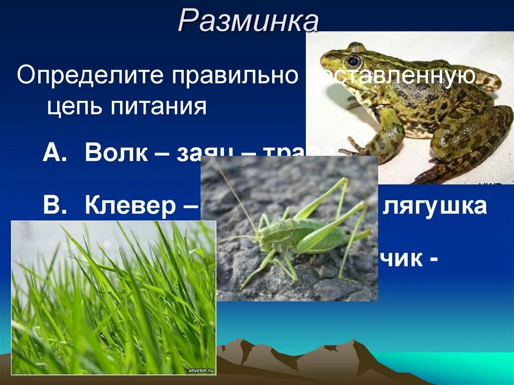 Цепь питания уж. Цепь питания с лягушкой. пищевая цепочка с лягушкой. цепь питания с жабой. цепь питания лягушка клевер.