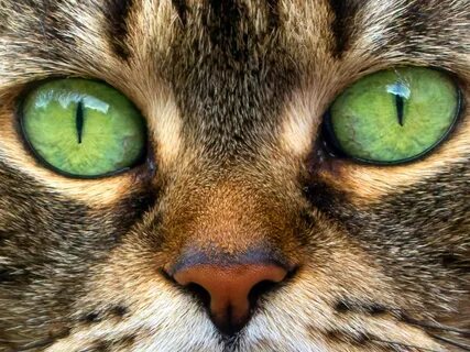 Cat eye m1