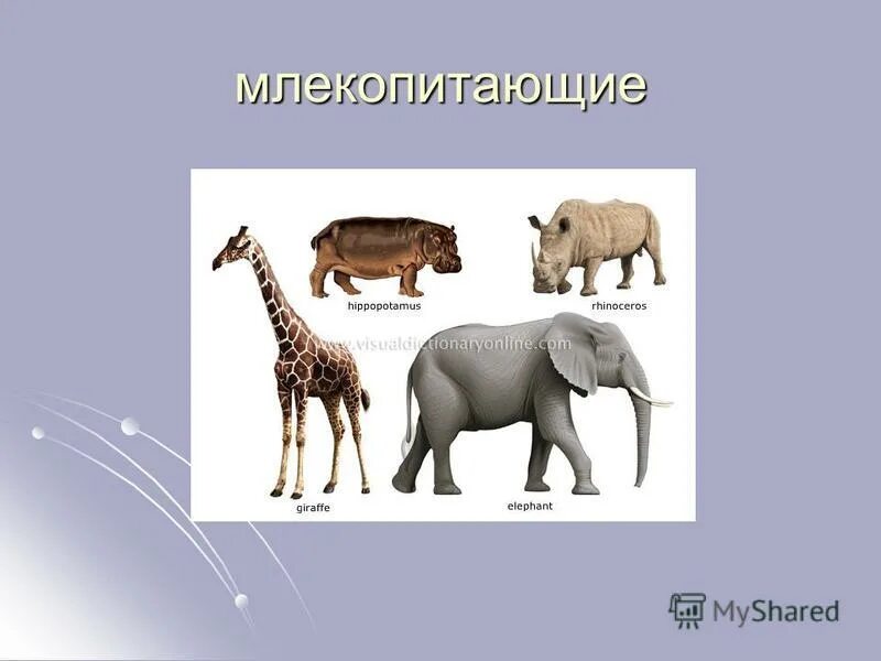 живорождение млекопитающих кратко. скелет млекопитающих таблица 8 класс.