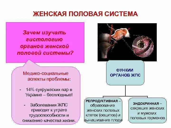 Как устроены женские половы органы. Половая система. Органы половой системы. Половая система жен. Женская половая система схема.