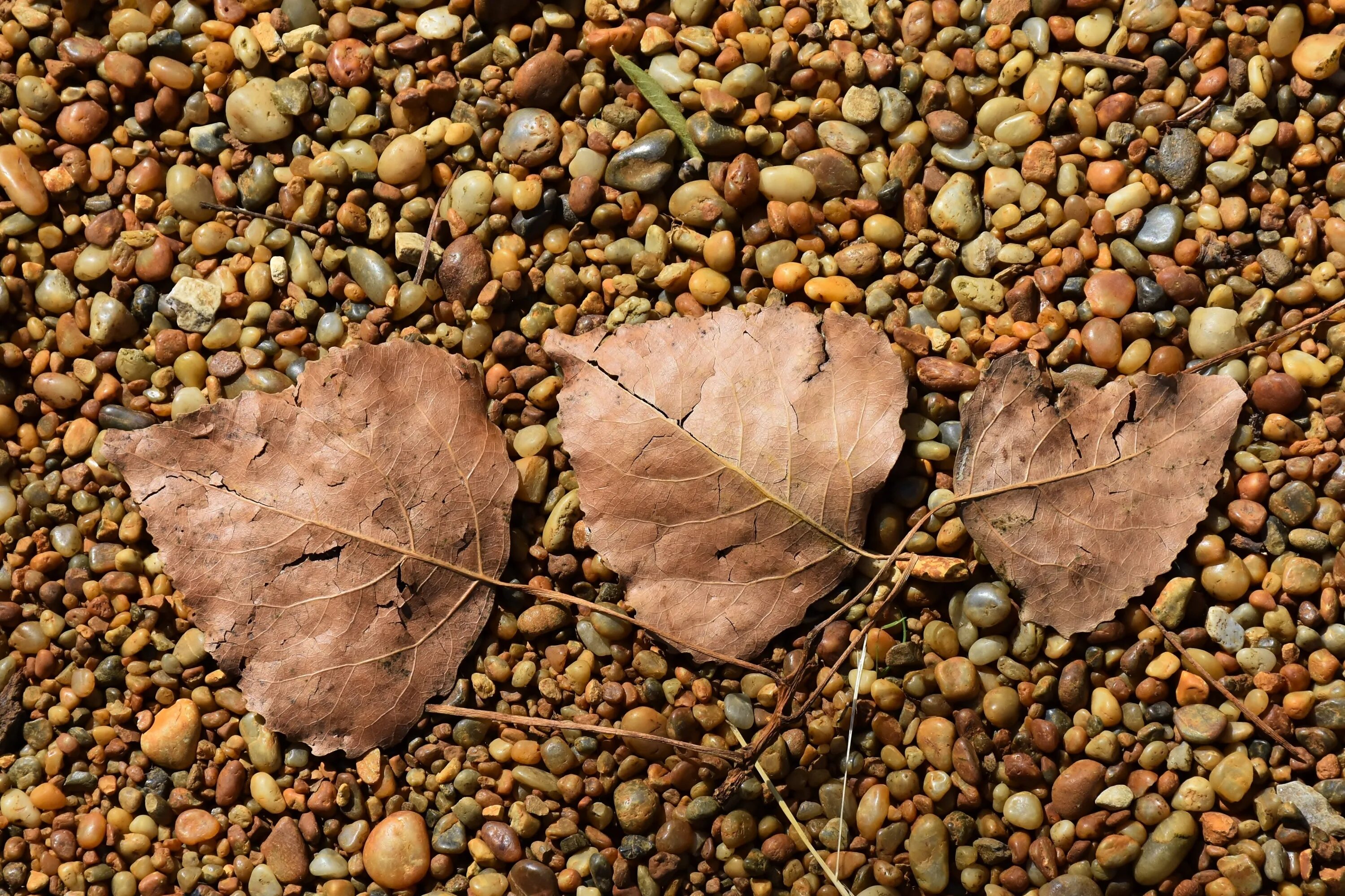 Leaf stone. Листочек на камушке. Листья на камнях. Каменный лист. Листья осенние на гальке.