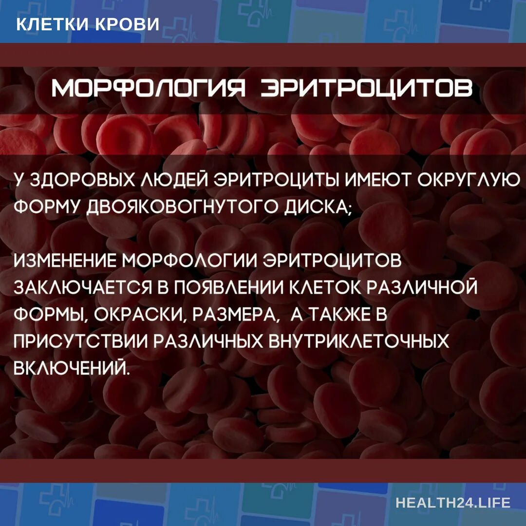 Морфология эритроцитов в крови. Изменение морфологии эритроцитов. Измененные эритроциты в крови. Морфология эритроцитов периферической крови.