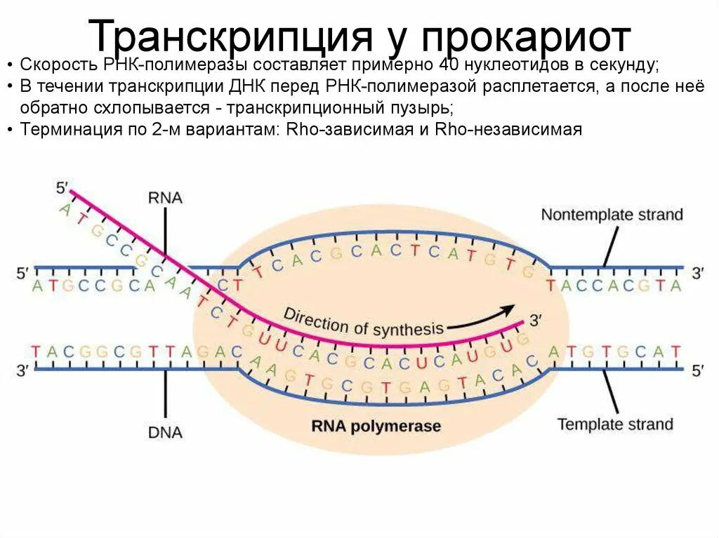 Транскрибируемая днк направление. Процессы транскрипции и трансляции у прокариот и эукариот. Механизм транскрипции у прокариот. Результат процесса транскрипции у прокариот. Механизм и этапы транскрипции у прокариот.