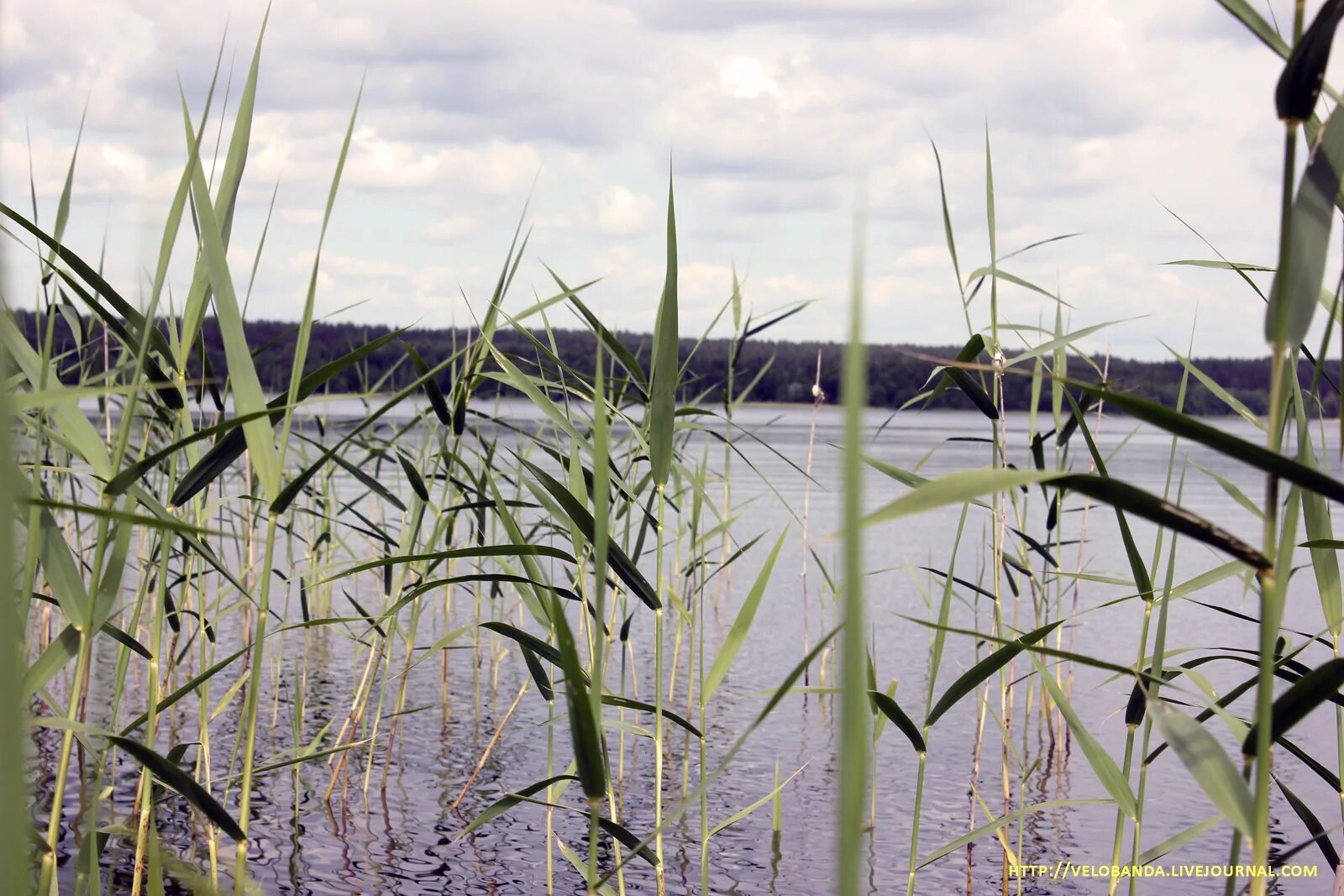 Красиво озеро с камышом. Девушки на сборе камыша латвия 1920. Девушки срезающие камыш 1927 год. Кусты камыша. Болото с камышами.