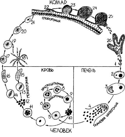 Цикл малярийного плазмодия. Стадии жизненного цикла малярийного плазмодия. Цикл развития плазмодия малярии схема. Жизненный цикл плазмодия схема.