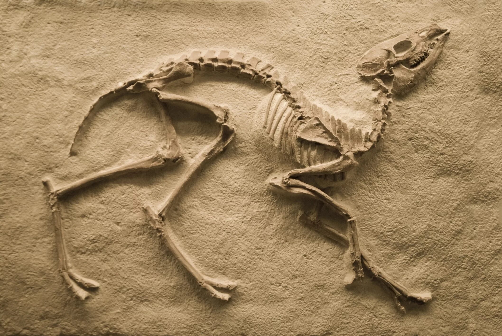 Fossil окаменелости. Останки динозавров. Окаменелости динозавров. Скелеты древних животных.