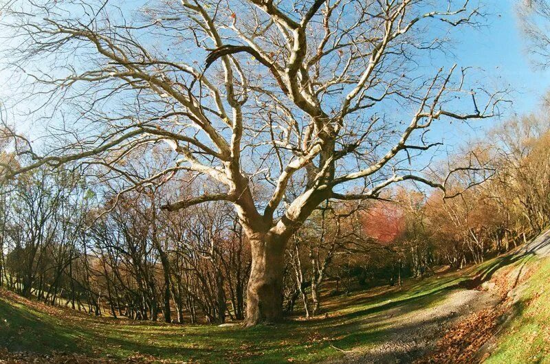 дуб елисейский платан. хан чинар дерево. дерево платан в турции. платан вечнозеленый. платан восточный дерево.