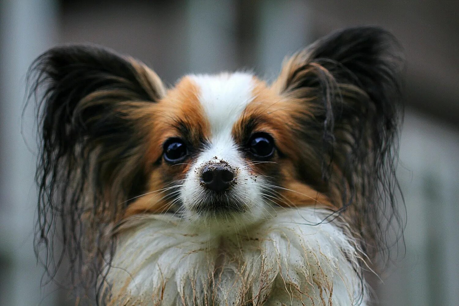 Декоративная собака 4 буквы. Порода собак Папильон. Папильон (континентальный той-спаниель). Папильон собака короткошерстная. Папийон фален.