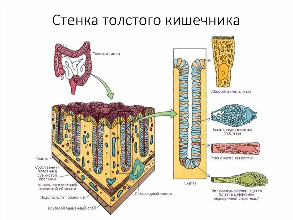 Ткани толстой кишки. Строение стенки Толстого кишечника. Толстая кишка строение стенки. Клетки толстой кишечник гистология. Стенка Толстого кишечника гистология.