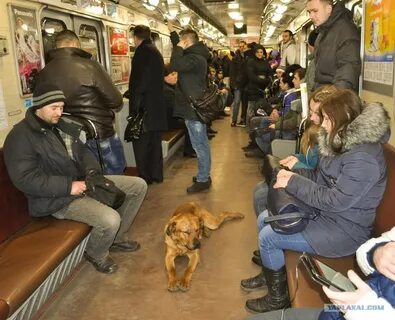 Собака в метро