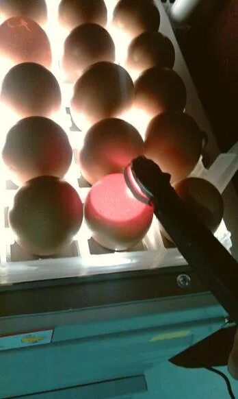 Овоскопирование индюшиных яиц. Яйцо гусиное инкубационное 12 дней овоскоп. Овоскопирование перепелиных яиц на 12 день инкубации. Овоскоп молоточковый, 200000 ЛК.
