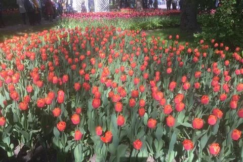 День тюльпанов 2024 год