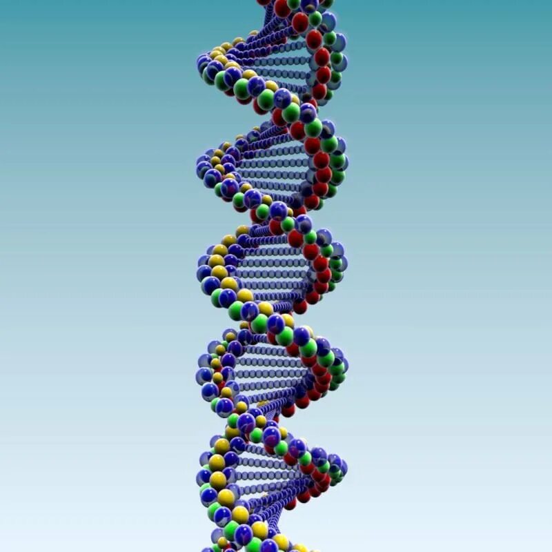 Двуспиральная модель ДНК. Двухцепочечная модель ДНК. Двойная спираль молекулы ДНК. Молекула ДНК логарифмическая спираль. Достройте молекулу днк