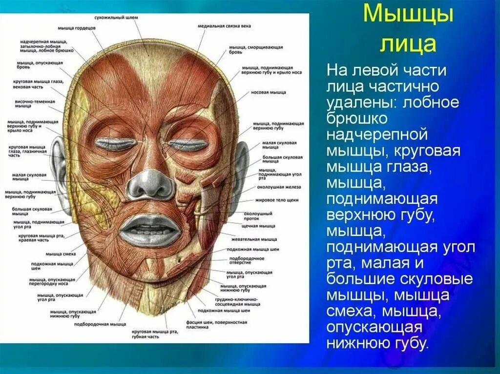 Лицо часть головы человека. Мышцы лица. Мышцы лица анатомия. Схема мышц лица человека. Мимические мышцы лица анатомия.