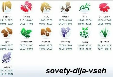 Какой твое дерево