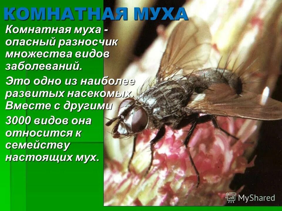 Комнатная муха полное или