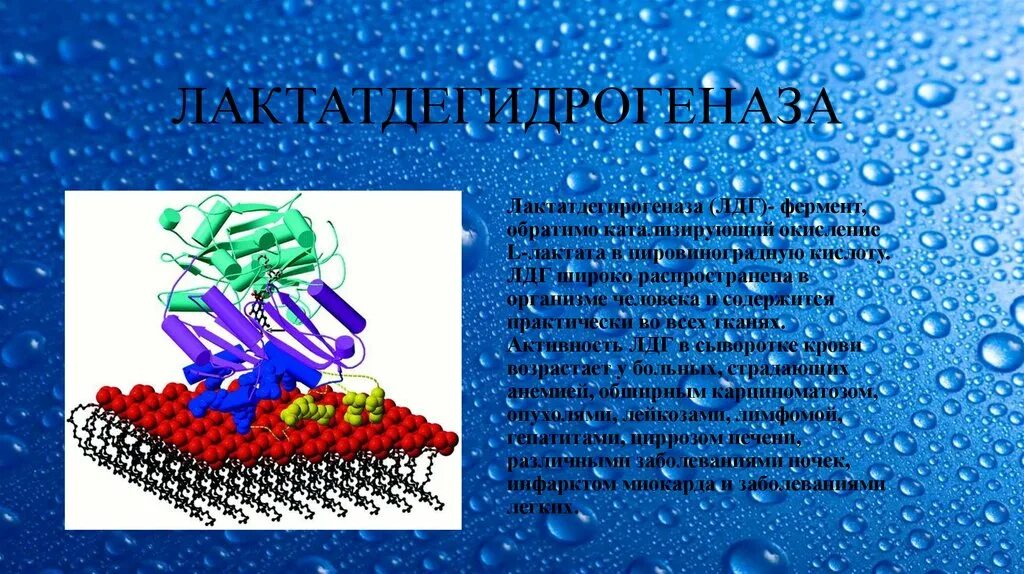 Сыворотка лдг. Лдг фермент. фермент лактатдегидрогеназа. лактатдегидрогеназа изоферменты.