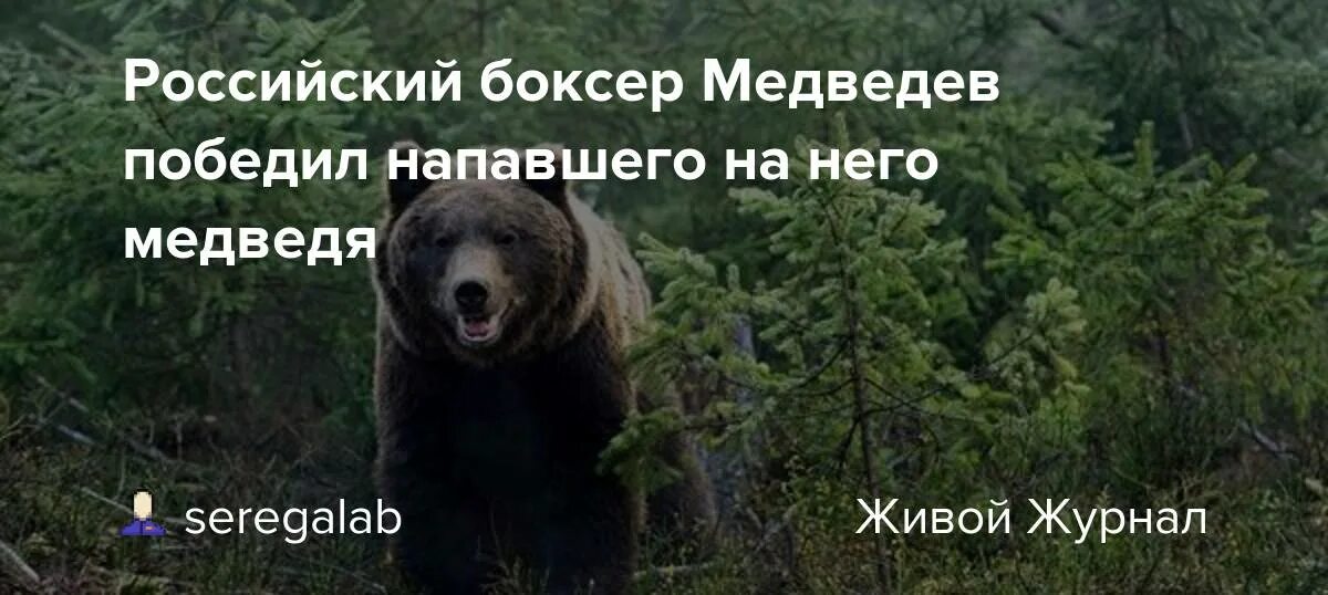 Медведев и медведь. Разозлили русского медведя. Самого самого Медведева медведя.