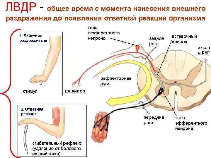 Рефлекс плеча. Сгибательный рефлекс рефлекторная дуга. Рефлекторная дуга локтевого рефлекса. Рефлекторная дуга локтевого рефлекса схема. Локтевой сгибательный рефлекс физиология.