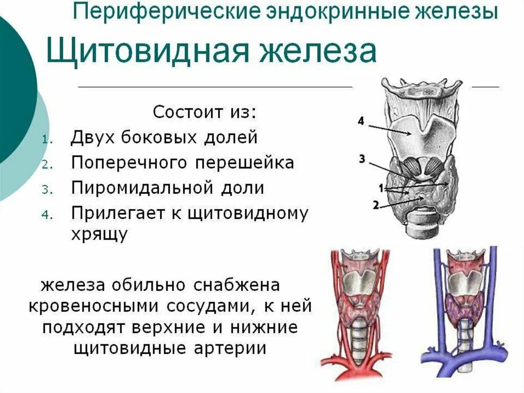 В какую систему входит щитовидная железа