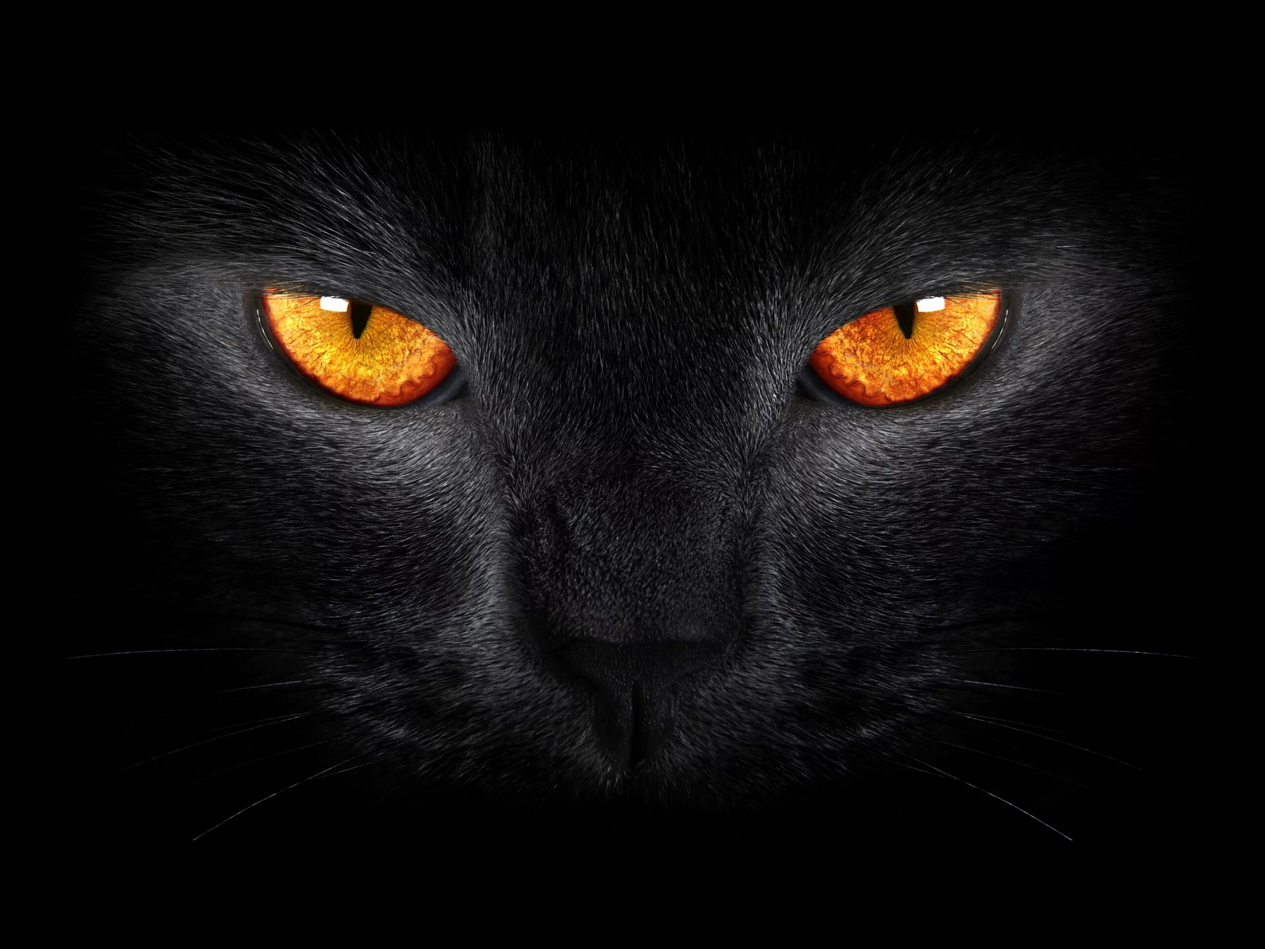 Черные коты. Глаза кошки. Черная кошка с желтыми глазами. Черные обои. Обои глазки