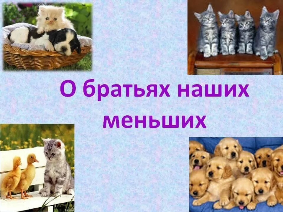 Тема о братьях наших меньших. Братья наши меньшие презентация. Братья наши меньшие слайд. Животные братья наши меньшие. 1 наши питомцы несмотря