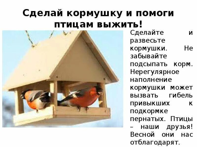 Зачем птицам. Презентация кормушки для птиц. Реклама кормушки для птиц. Проект кормушка для птиц. Информация о кормушках для птиц.