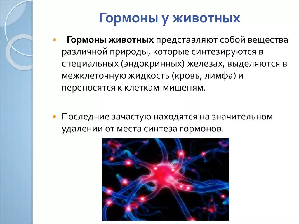 Гормоны животных. Влияние гормонов на животных. Гормоны и их влияние на организм животного. Воздействие гормонов на организм. Живые тела представляют собой