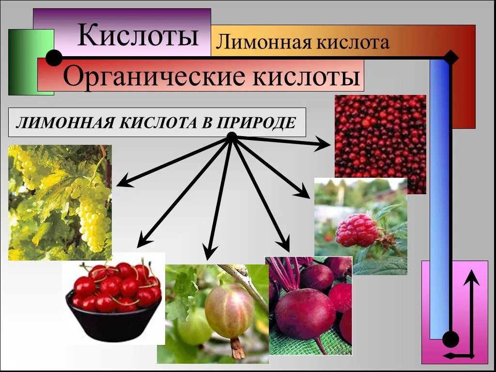 Органические кислоты. Органические кислоты в растениях. Органические кислоты в природе. Природная органическая кислота. Применение кислот в природе