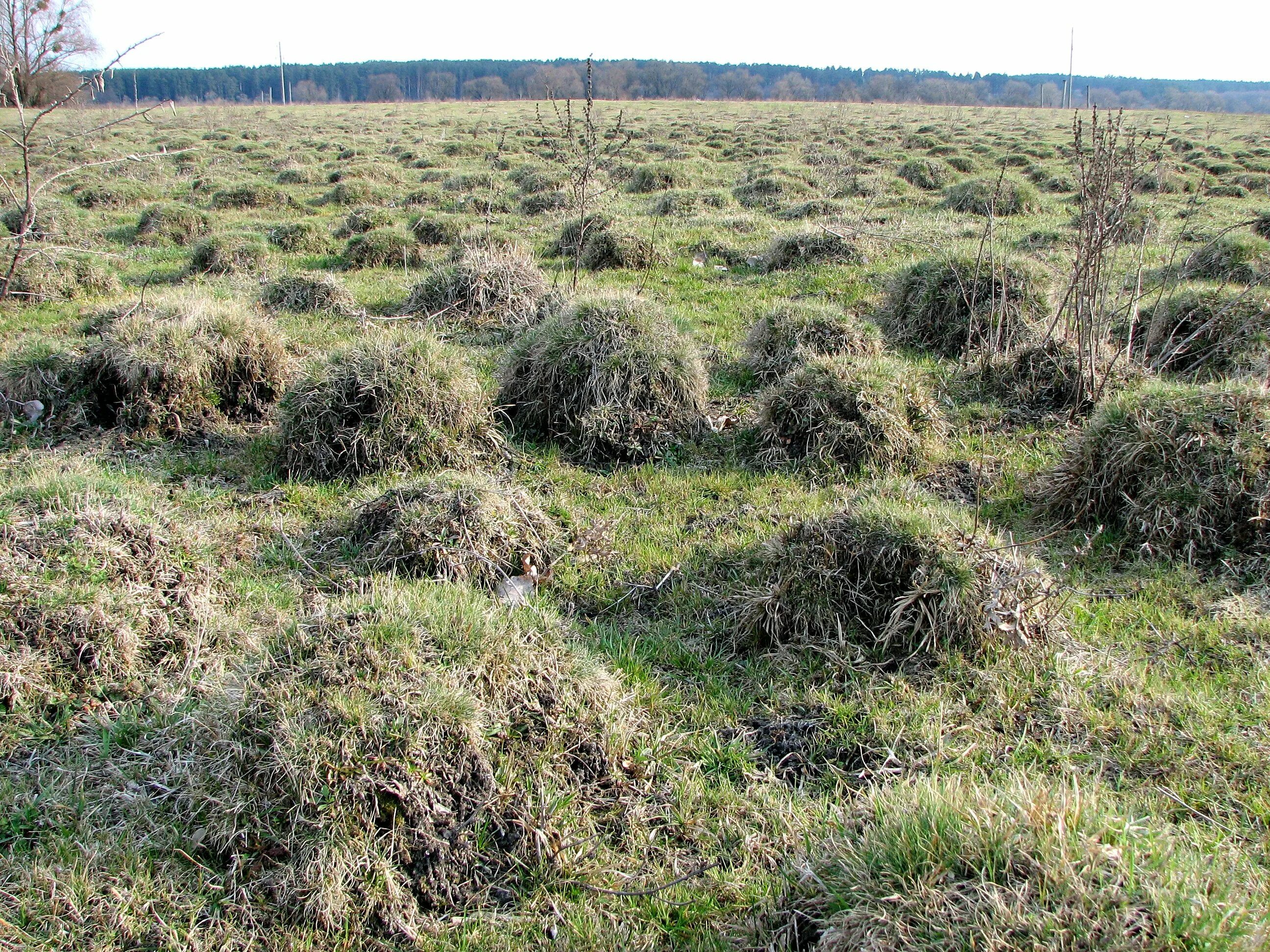 Земляная крепость на мысе колгомпя. Вертикальная планировка лекция. Огневая точка дот - дзот. Земляная точка. Схема оборонительных окопов.