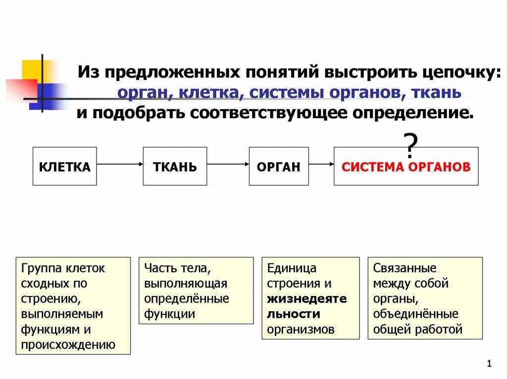 Что такое ткань орган система органов биология. Клетка ткань орган система. Система органов определение. Определения клетка, ткань, орган, система органов. Ткани органы системы органов животных