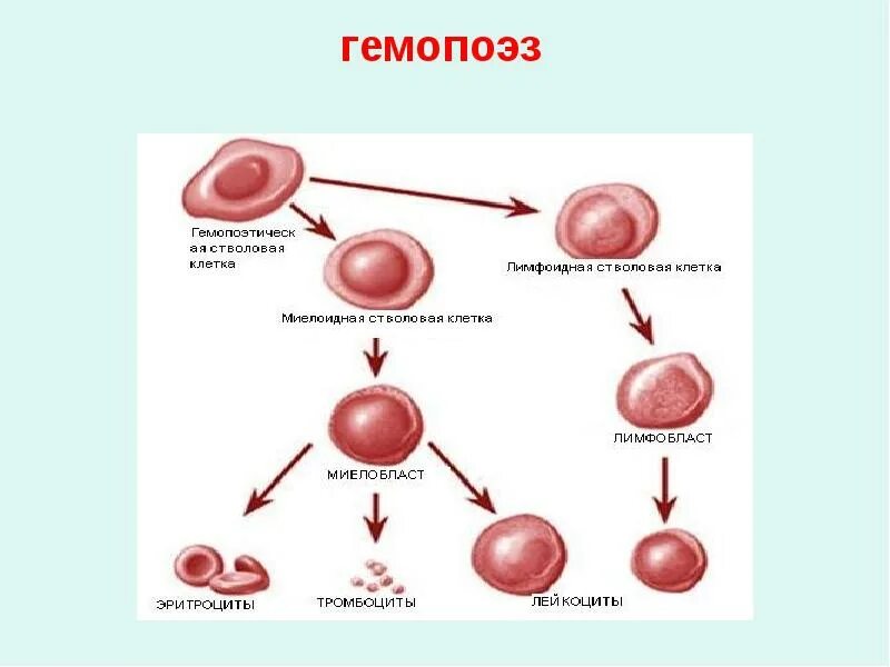 Стволовая клетка крови схема. Развитие клеток крови из стволовой клетки. Стволовая клетка крови дифференцировка. Стволовая клетка крови гистология. Стволовая клетка крови