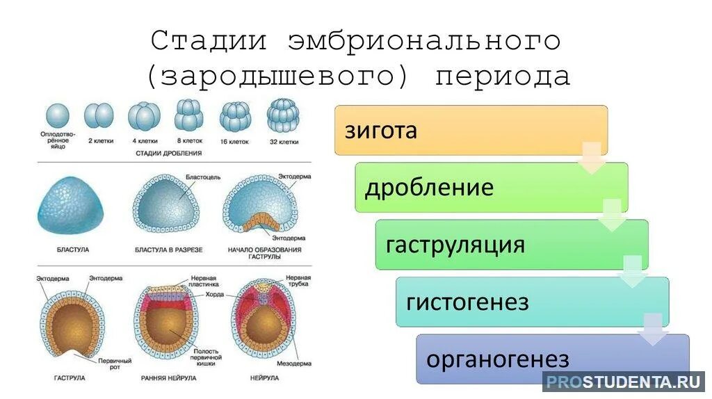 3 признаки зиготы. Гаструляция зиготы. Этапы онтогенеза бластула гаструла нейрула. Стадии эмбриогенеза бластула гаструла нейрула. Этапы эмбриогенеза. Бластула. Гаструла нейрула органогенез.