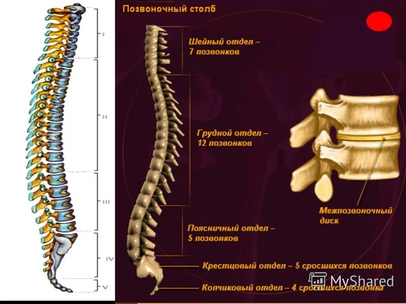 Позвонки грудного отдела. Шейно-грудной отдел позвоночника. Позвонки и Позвоночный столб. Позвоночный столб человека. Отделы грудного отдела позвоночника.
