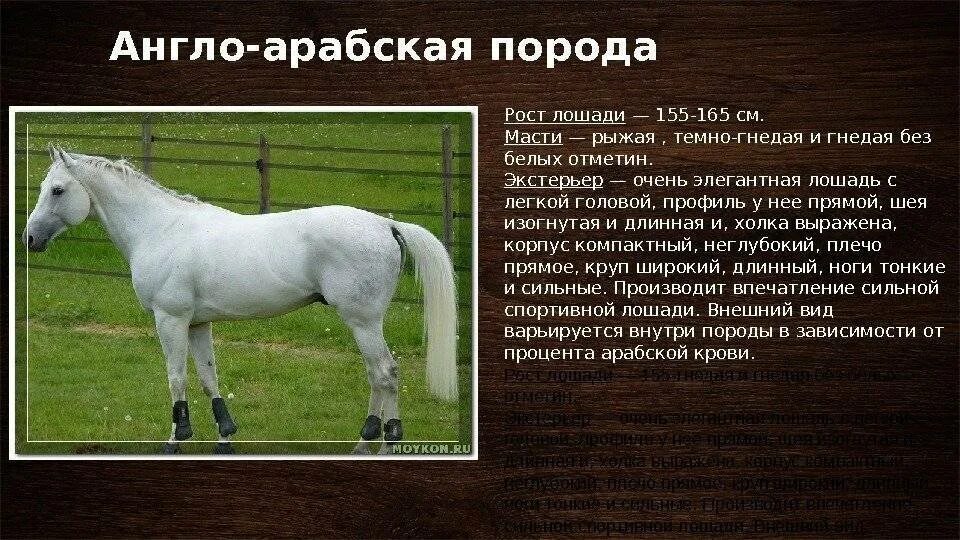 Лошадь краткое содержание