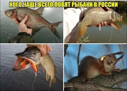 Всегда ловлю