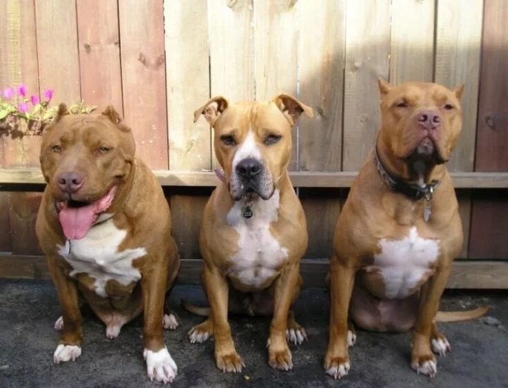 Питбуль команда. Кубинский стаффордширский терьер. кубинский стаффордширский терьер и американский. кубинский питбультерьер. порода кубинский питбуль.