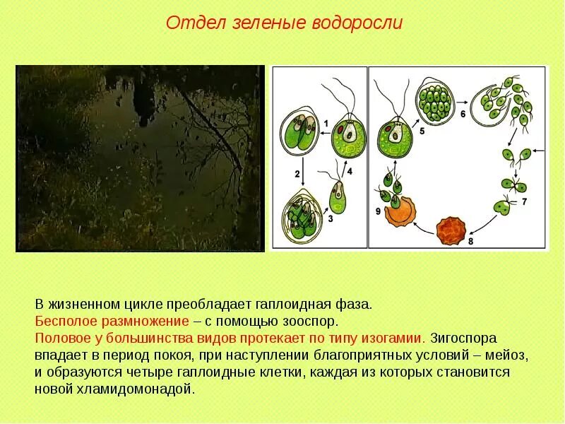 Общая характеристика водорослей. Основные отделы водорослей. Характеристика отделов водорослей. Характеристика отдела зеленые водоросли. Размножение гаплоидными спорами