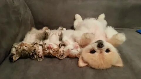 Сон котята и собаки