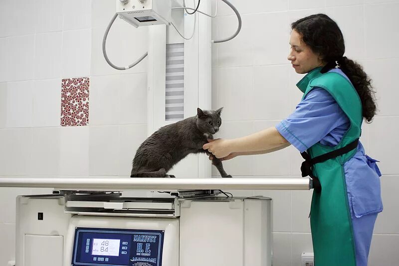 Рентген животных. Рентгенологическое исследование животных. Рентгенография в ветеринарии. Стационарное животное