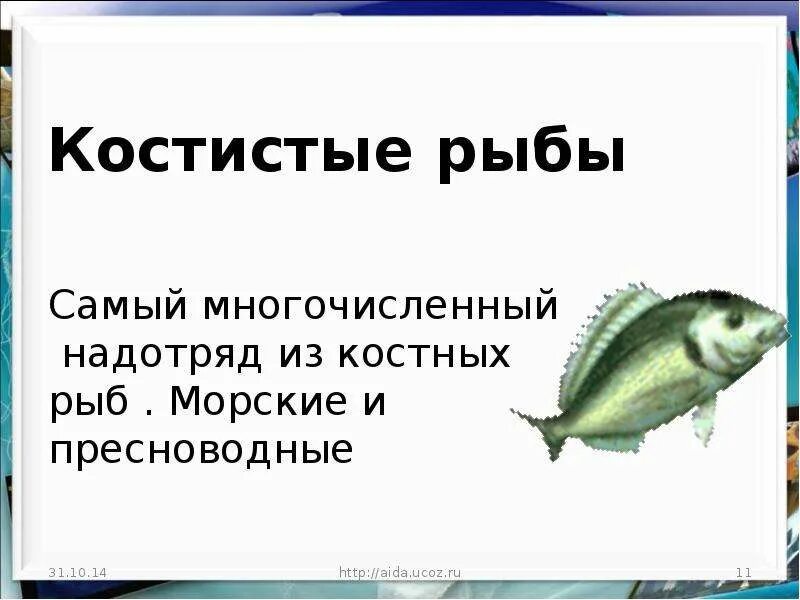 Многообразие рыб 7 класс. Костные рыбы надотряд. Лучеперые костистые рыбы. Надотряд костистые. Отряд надотряда костистые рыбы.