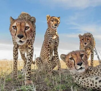 Животные wildlife