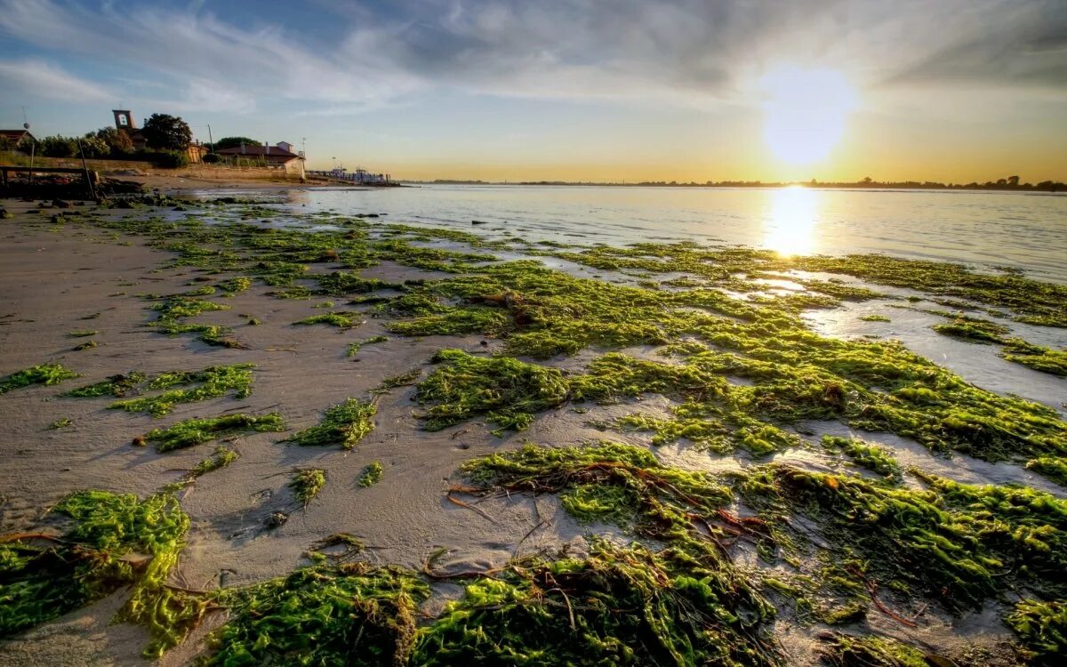 Богатство балтийского моря. Эвтрофикация Балтийского моря. Балтийское море ламинария. Эвтрофикация финского залива. Море Лаптевых водоросли.